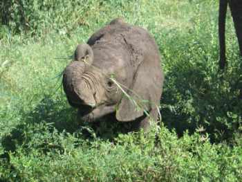 Elephant calf learning to use its trunk