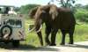 Elephant charging vehicle