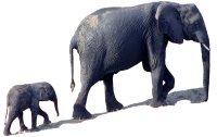 Elephant and baby