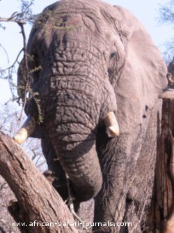 Elephant photo