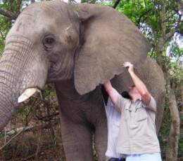 Kasper the elephant at The Elephant Sanctuary, Hazyview