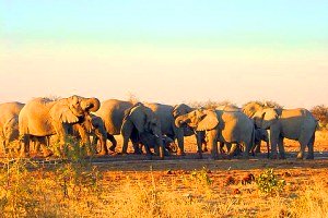 Herd of elephants