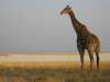 Etosha Giraffe