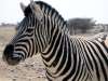 Etosha Zebra