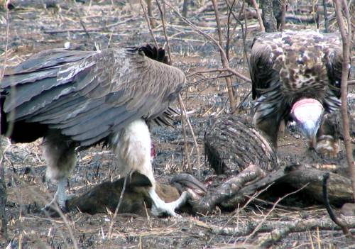 Vultures feeding