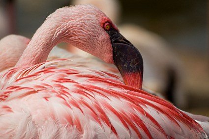 Flamingo up close