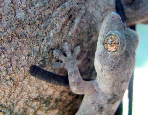 Gecko clinging to a tree