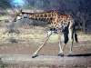 Giraffe getting ready to drink