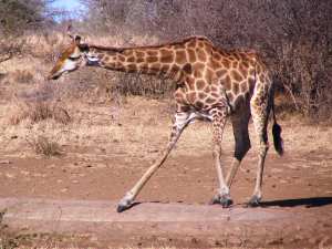 Giraffe getting ready to drink - photo: Bruce Whittaker