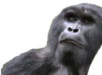 Gorilla