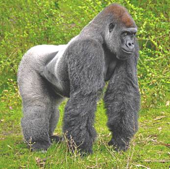 Huge silverback gorilla