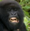 Gorilla teeth