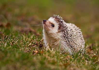 African pygmy hedgehog