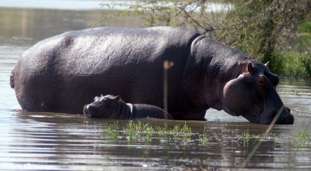Hippo mother and baby