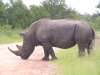 Rhino road crossing