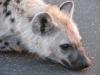 Hyena lying down