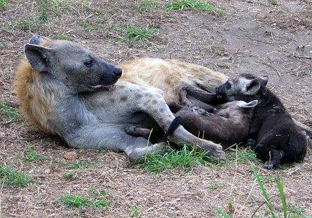 Hyena mom and pups