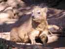 Dassie or hyrax