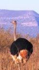 Ostrich picture