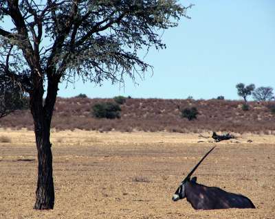 kalahari