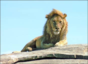 Male lion on the lookout