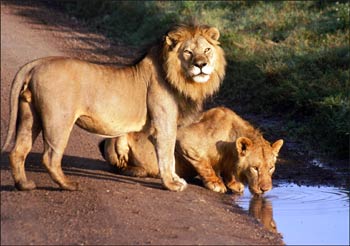 Lions drinking