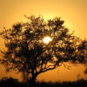 Kruger sunrise