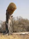 Large weaver nest