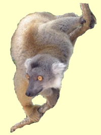 Lemur