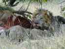 Lion at kill - click to enlarge