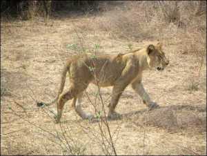 Lion cub picture