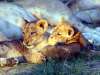 Lion cubs