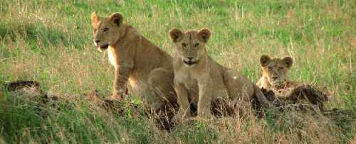 Lion cubs