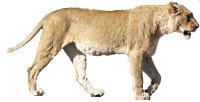 lion