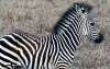 Lower Zambezi baby zebra