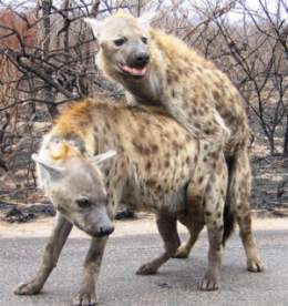 Mating hyenas
