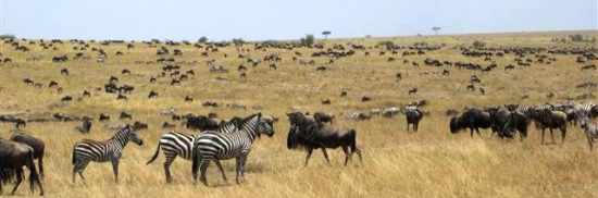 Migration in the Masai Mara, Kenya
