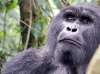 Mountain gorilla