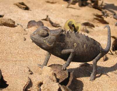 Namaqua Chameleon