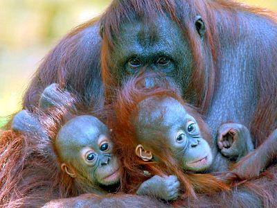 Mother and baby orangutans