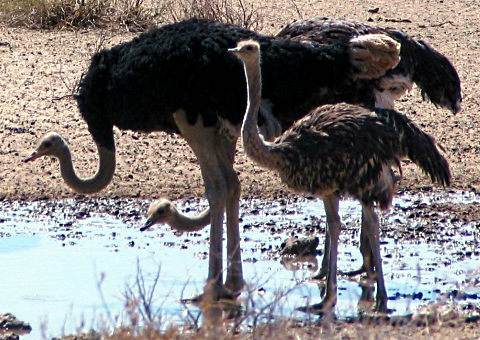 Ostrich family