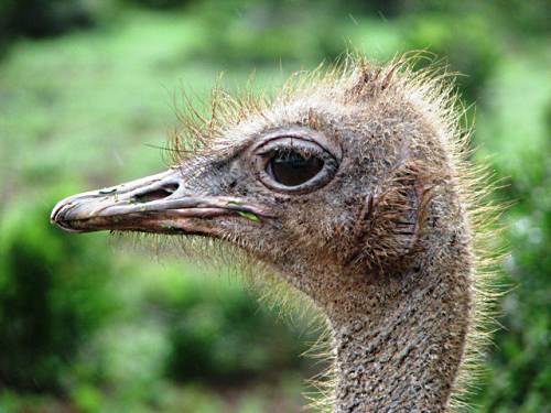 Ostrich picture