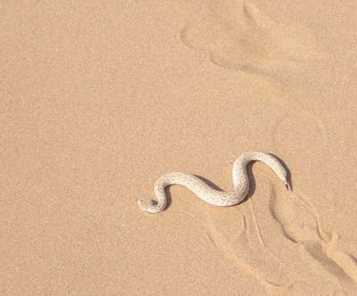 Peringuey's Adder (sidewinder)