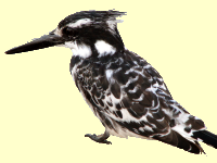 Pied Kingfisher