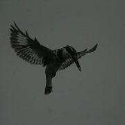 Pied Kingfisher flying