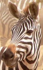 Close up of plains zebra