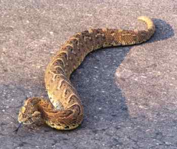 Puff adder snake on the road
