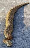 Puff adder