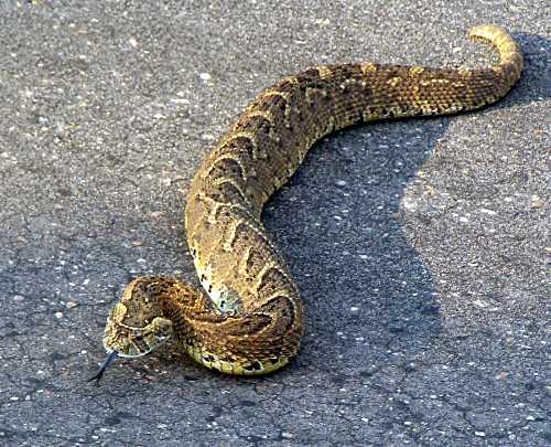 Puff Adder crossing the road