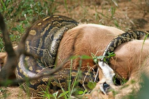 Python constricting an impala